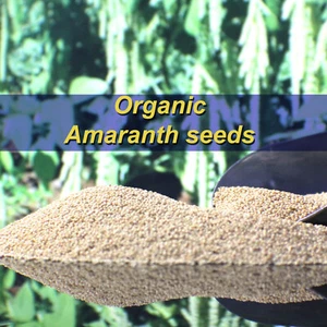 Amaranth Grain ORGANIC Seed SUPERFOOD GLUTEN FREE Lower Cholesterol WEIGHT LOSS - Picture 1 of 1