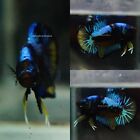 Live Tropical Betta Fish - Black Avatar | Halfmoon Plakat Male