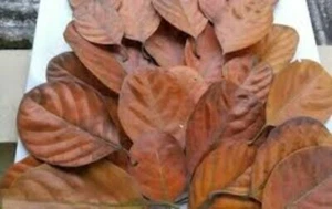 100% organic A Grade finely preserved jackfruit leaves (60 Pcs) - Picture 1 of 2