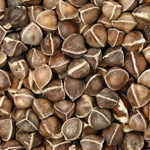 Organic Moringa Seeds | Moringa Oleifera | Dried, Non GMO, Edible,Planting - Picture 1 of 2
