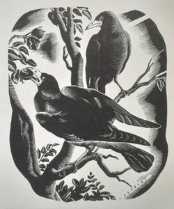 ROOKS / CROWS : 1940s Print By Herbert - Picture 1 of 1