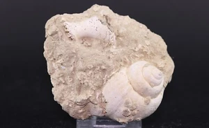 Fossil Gastropod Natica in Matrix Eocene Gaas France COA 5710 - Picture 1 of 10