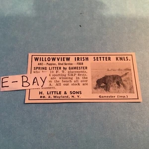 1965 Ad. Willowview Irish Setter Knls. H. Little & Sons. Wayland, NY - Picture 1 of 1