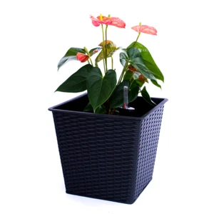 Elegant Einrichten | Pflanzkübel | quadratisch konisch | Polyrattan | 26x26x24cm - Bild 1 von 7