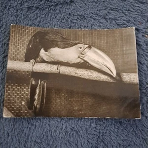 B/W Bird Postcard CZ Zoo Zahrada Tulan Postcard Aria Bird Postcard Toucan - Picture 1 of 2