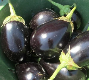 300 EGGPLANT SEEDS BLACK BEAUTY SPRING VEGETABLE GARDEN HEIRLOOM NON-GMO USA - Picture 1 of 4