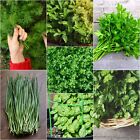 Culinary Herb Seeds 7 Packs Garden Easy Grow Basil Chives Dill Oregano Mint Sage