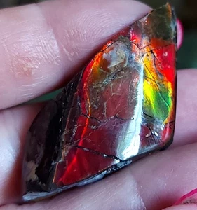 Ammolite Ammonite tabletop Display Piece 48.5x22.5x9.6mm 15061 - Picture 1 of 3