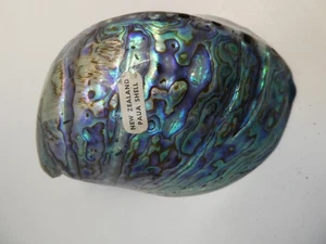 VINTAGE POLISHED PAUA ABALONE SEA SHELL - NICE OLD DECORATIVE PIECE - Picture 1 of 4
