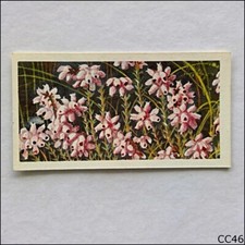 Brooke Bond Tea Card Wild Flowers Series 3 1964 #39 Cross Leaved Heath (CC46)