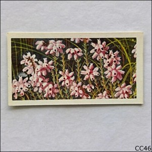 Brooke Bond Tea Card Wild Flowers Series 3 1964 #39 Cross Leaved Heath (CC46)