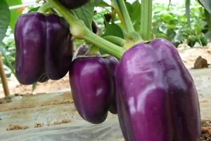 10 Samen Lila Paprika süße Purpurviolette Gemüsepaprika Capsicum - Bild 1 von 2