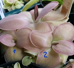 Pinguicula Moranensis J. Big plants - Picture 1 of 2