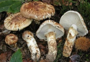 Tricholoma matsutake dry spawn/mycelium 10g 30g 100g Мацутакэ - Picture 1 of 3