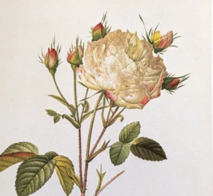 Redoute Rosa Floral Col Botánica Blanca Provenza Rosa Libro Impresión Artística 71 - Imagen 1 de 3
