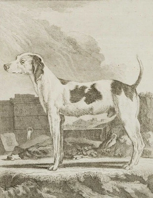 J. SÈVE (1742-1788), Der Windhund, Kupferstich Realismus Tiere 1700-1749 - Bild 1 von 4