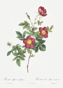 Alpine Rose Les Roses von Pierre Joseph Redouté Druck Repro - Bild 1 von 2