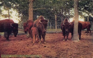 1912 Davenport Iowa IA “Buffalo” Fejervary Park Postcard - Picture 1 of 2