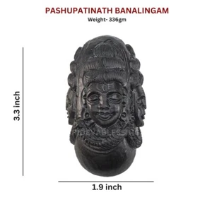 Divine Pashupatinath Banalingam Shaligram- Sacred Symbol of Shiva's Blessings - Picture 1 of 4