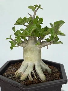 Adenium Socotranum - Picture 1 of 5