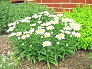 301+SILVER PRINCESS Seeds Dwarf Shasta Daisy Cut Flowers Container Garden Easy - Picture 1 of 12