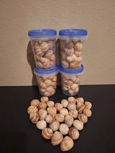 Sie verkauft Schneckenhäuser nirgendwo am Meer (Escargot) - Bild 1 von 2