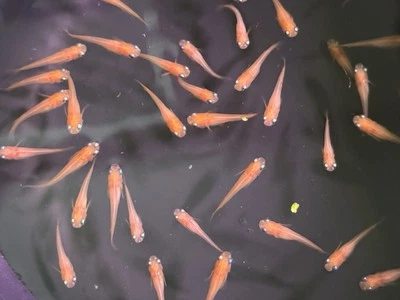 10x Youkihi Medaka Ricefish  - Image 1 of 3