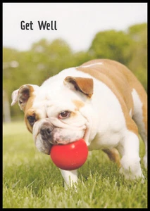 Greeting Card - Bulldog Dog Puppy - Get Well - 0589 - Picture 1 of 2