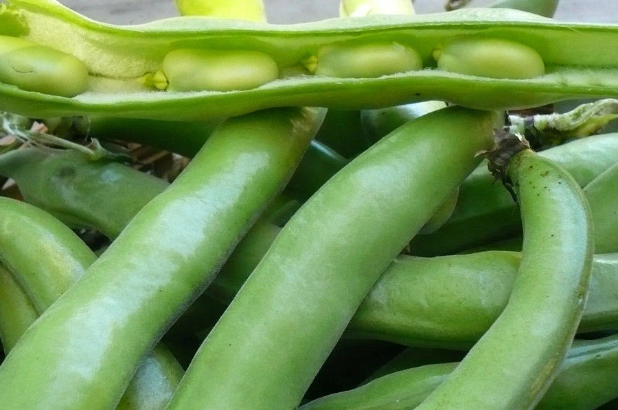 Green Broad Bean - Vicia faba - Green Fava Bean - 10+ Seeds - HEIRLOOM! H 006 - Image 1 of 1