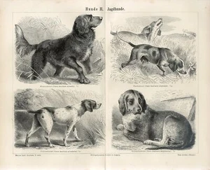 1876 DOGS DOG BREEDS RETRIEVER FOXHOUND HANOVER HUND Antique Engraving Print - Picture 1 of 1