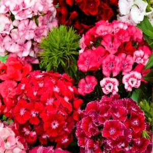 Bartnelken Bart Nelke Indianerteppich Dianthus Pflanzen 400 Samen Nr.332 - Bild 1 von 1