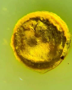 Fósil Cretácico Ámbar birmano Burmita insecto desconocido ámbar fósil Myanmar - Imagen 1 de 5