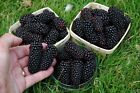 ?Black Butte? Blackberry 2L Potted 2 year old plant early season 'CLEARANCE'
