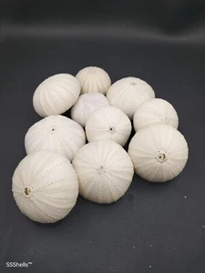 10 X white sea urchin home coastal. Urchins Air plant Collectors. Sea shell - Picture 1 of 3