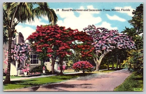 c1940s Royal Poinciana Jacaranda Trees Miami Florida Postcard - Picture 1 of 2