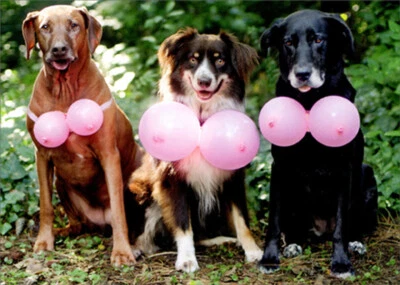 AVANTI PRESS Three Dogs Wearing Pink Balloons Feminine Funny Birthday Card for Woman / Her