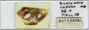 Botryopteris sp. (Kohlefossil) Mikroskop Objektträger - Bild 1 von 1