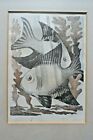 H.K Knaggs. Mid 20Th C Litho. Two Fish. Slade Ruskin School. 1940. Bourlet Label