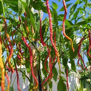 Thunder Mountain Longhorn, 10 semillas , capsicum annuum (481) - Picture 1 of 1