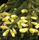 Kompaktowy orientalny świerk złoty 30-40cm - Picea orientalis