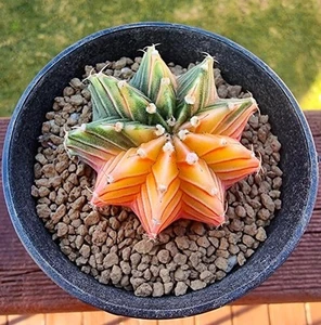 SV02 - Collector Cactus - Gymnocalycium stenopleurum Variegated - 7.5cm pot - Picture 1 of 1