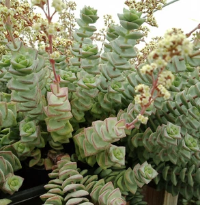 CRASSULA CONJUNCTA or "Chinese Pagoda" Hanging Basket Plant - Picture 1 of 3