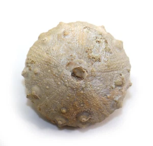 Riccio di mare, Gymnocidaris agassizi, Giura, Kimmeridge, Malogoszcz, Kielce, Polonia-c719 - Foto 1 di 6