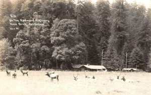 RPPC Elk, Redwood Highway, Orick, CA Humboldt County Patterson Photo Vintage 40s - Bild 1 von 2