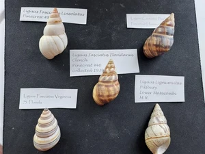 #L100 Konvolut 5 bessere Liguus Landschneckenhäuser mit Infoetiketten ca. 46-50mm - Bild 1 von 2