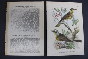 Birds, German, Songbirds, The Redwing, Fieldfare, 1899 - Picture 1 of 4