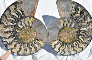 Großes schwarzes Ammonit Paar tiefe Kristalle XXL 9,6" RIESIG 245mm 110myo Fossil 3236uu - Bild 1 von 12