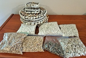 Shell Chandelier 19" & Hundreds of Tiny Shells Crafting Jewelry Homeschool Count - Picture 1 of 10