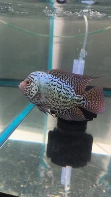 King Kamfa Live Flowerhorn 5" Male (#1) - Image 1 of 2