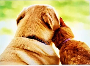 "Dog and Cat" Avanti Press Blank Greeting Card with Envelope - Foto 1 di 3